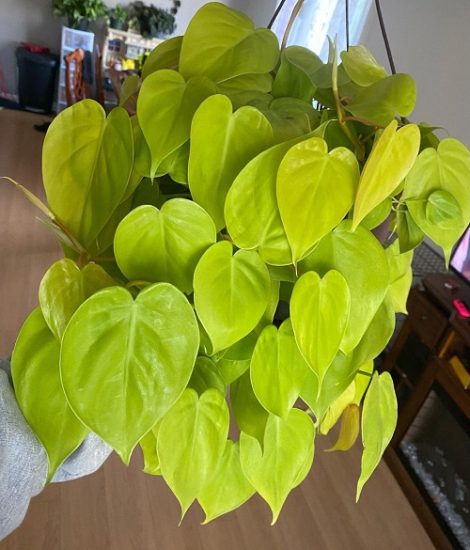 How to Grow Philodendron Lemon Lime | Balcony Garden Web