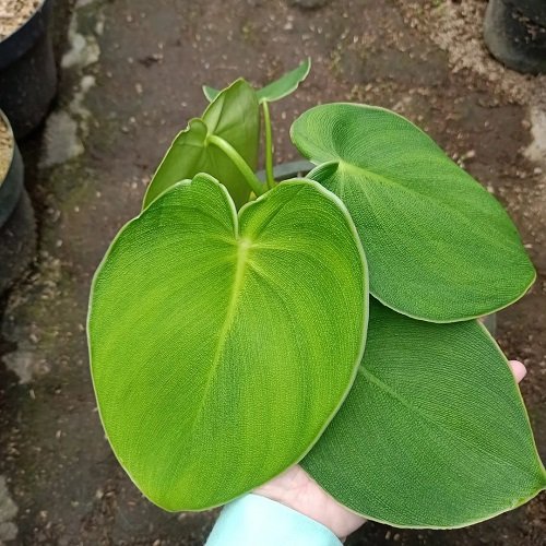 How to Grow Philodendron Rugosum 2