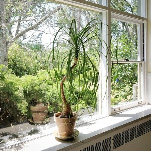 Best Indoor South Window Facing Plants 16