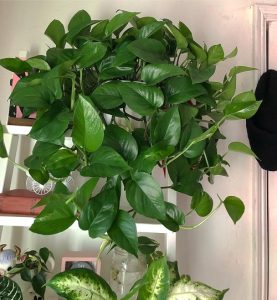 How to Grow Jade Pothos | Growing Epipremnum aureum 'Jade'