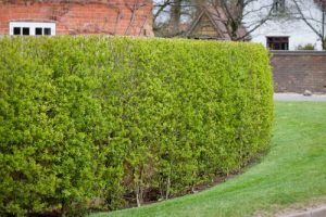 48 Best Plants for Hedging | Beautiful Hedge Plants | Balcony Garden Web