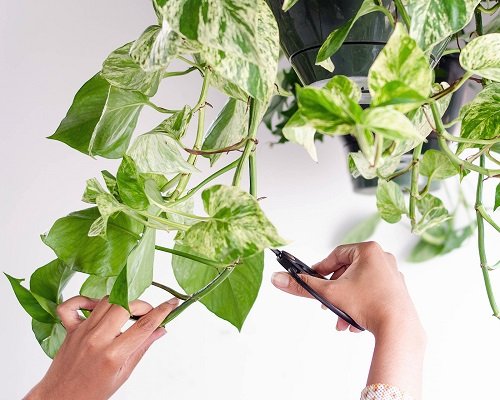 Top Tips on How to Turn Leggy Pothos Plant Bushier