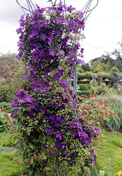 Best Vines with Purple Flowers