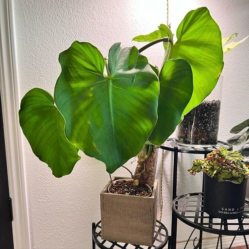 How to Grow Philodendron Rugosum