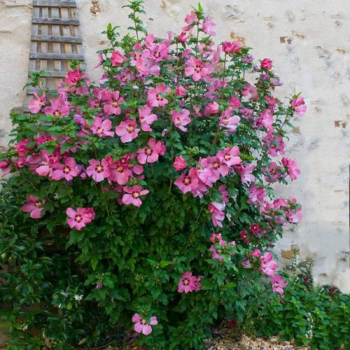 18 Best Rose of Sharon Varieties 4