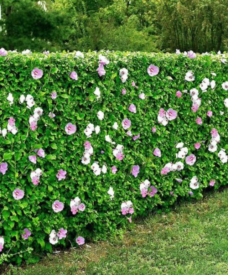 48 Best Plants For Hedging | Beautiful Hedge Plants | Balcony Garden Web