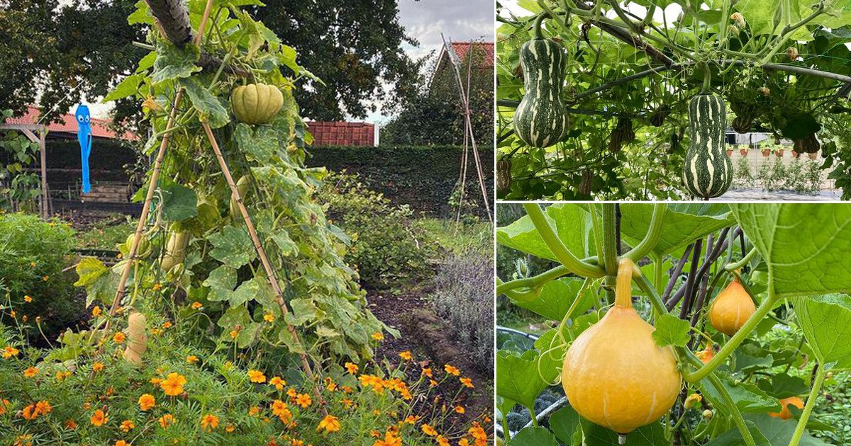 Growing Squash Vertically How To Grow Squash On A Trellis