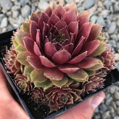 24 Most Beautiful Roseuм Succulents You Can Grow! 7