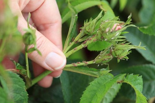 How to Get Rid of Aphids on Roses | 14 Most Effective Solutions 7