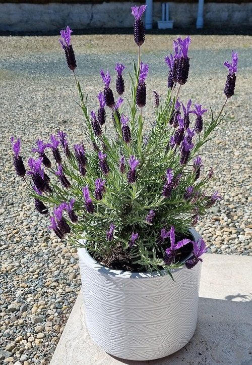 Types of Lavender in white pot 
