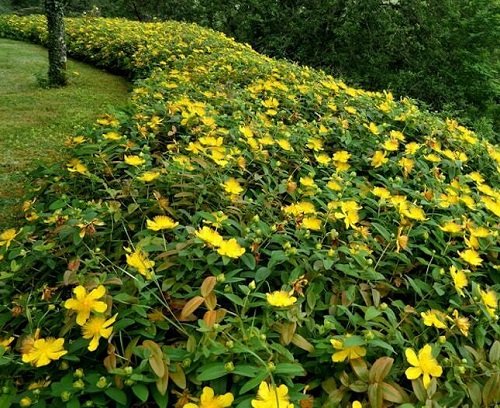 Plants with Flower Hedge 