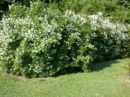 48 Best Plants for Hedging | Beautiful Hedge Plants 16