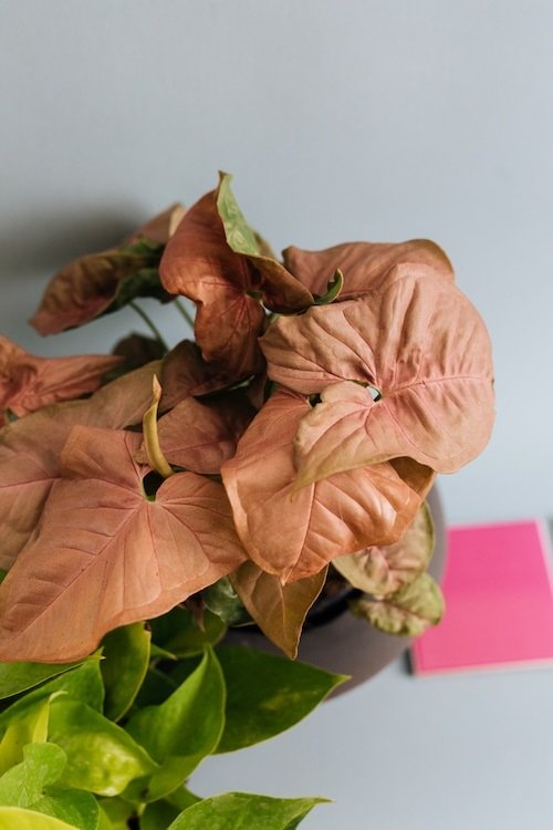 Best Pink Syngonium Varieties 3