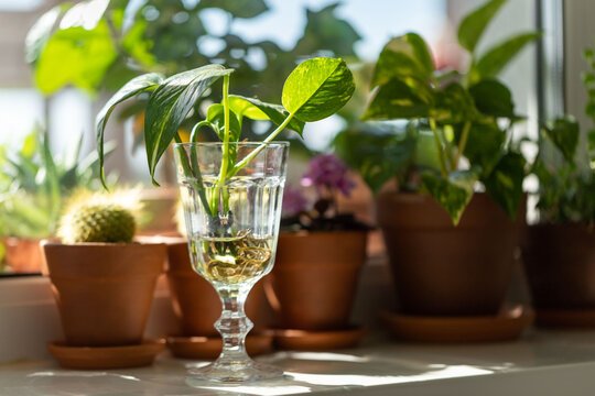 21 Ways to Reuse Kitchen Items for Indoor Gardening 7