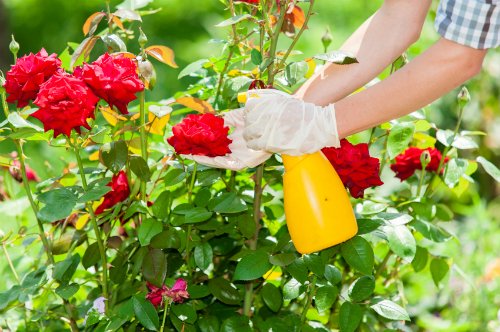 How to Get Rid of Aphids on Roses | 14 Most Effective Solutions 5