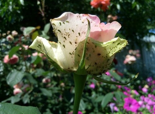 How to Get Rid of Aphids on Roses | 14 Most Effective Solutions 1