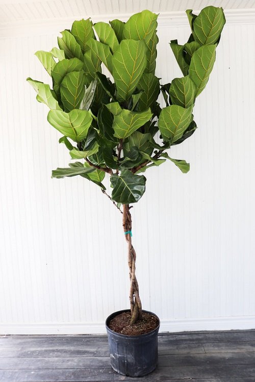 How to Braid Fiddle Leaf Fig | Ficus Lyrata Braid 2