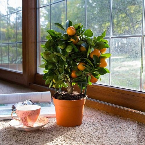 Best Indoor South Window Facing Plants 9
