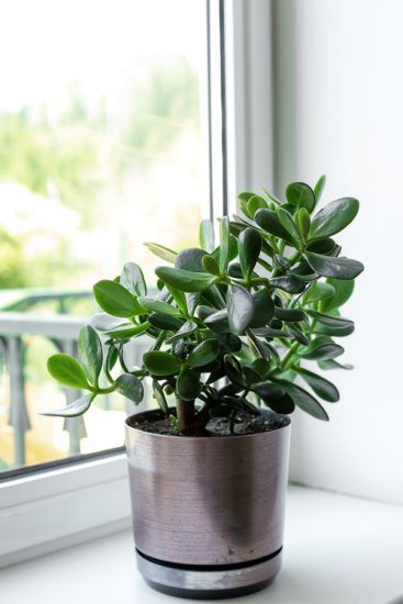 24 Best Plants for a South Facing Window – Best Baby Land