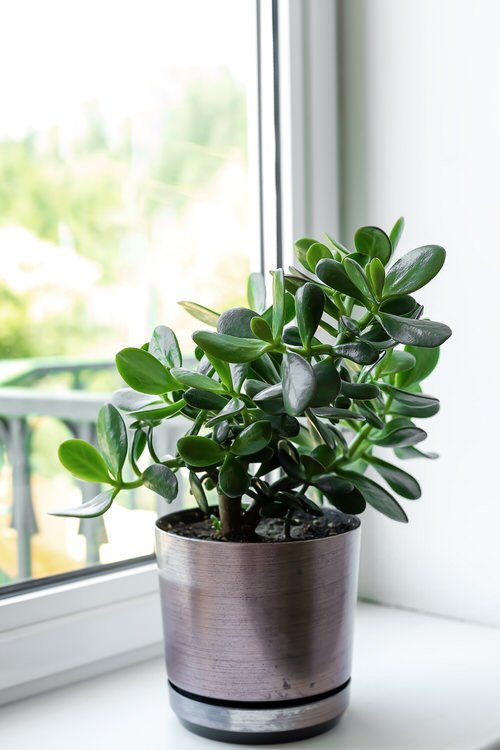 Best Indoor South Window Facing Plants 18