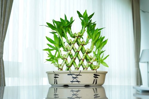 Best Places in Home to Keep Lucky Bamboo 1