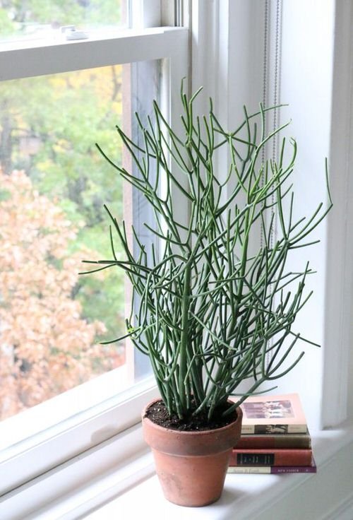 Best Indoor South Window Facing Plants 24