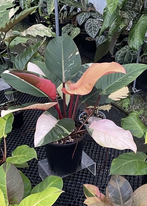 Philodendron Red Congo 2