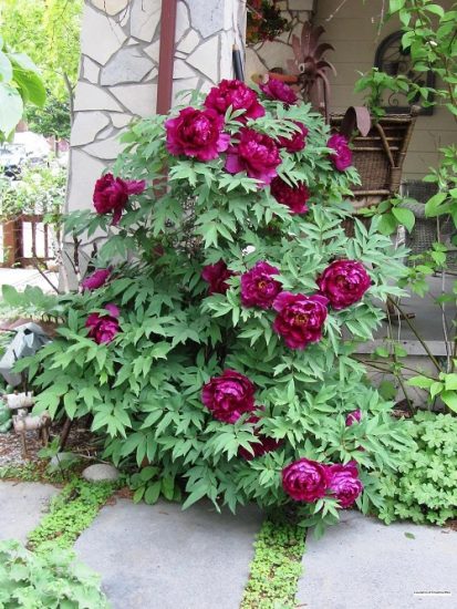 33 Best Bee Balm Companion Plants | Balcony Garden Web