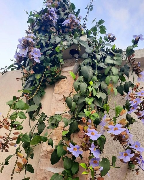 Vines with Blue Flowers
