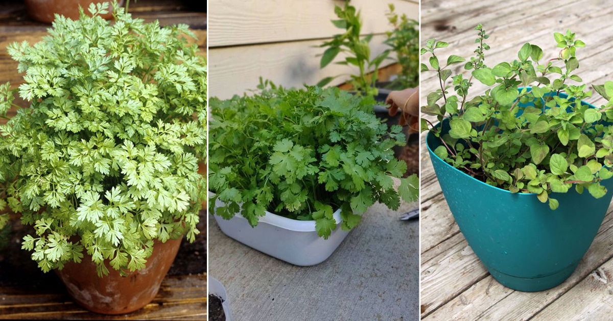 10 Herbs You Can Grow in Autumn | Best Fall Herbs | Balcony Garden Web