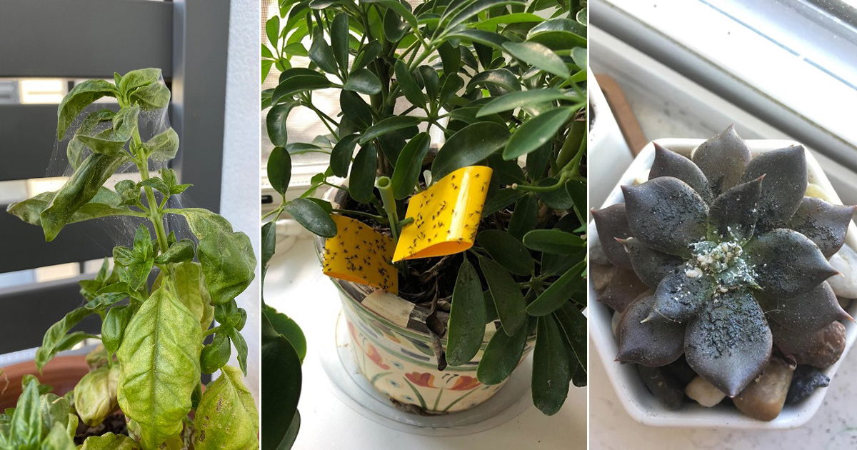 10 Common Houseplant Pests And How To Get Rid Of Them