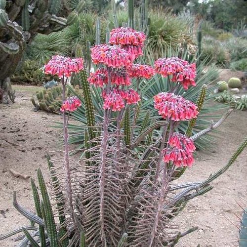 Mother of Millions Plant With Bizarre Name