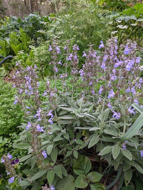 Different Types of Sage to Plant in Your Yard 2