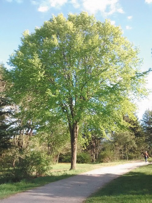 Types of Elm Trees 12