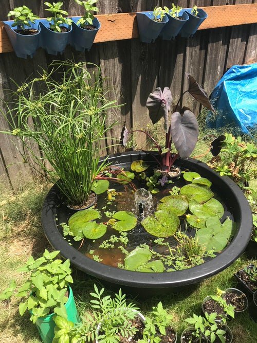Indoor Plants in Water Garden Ideas 7