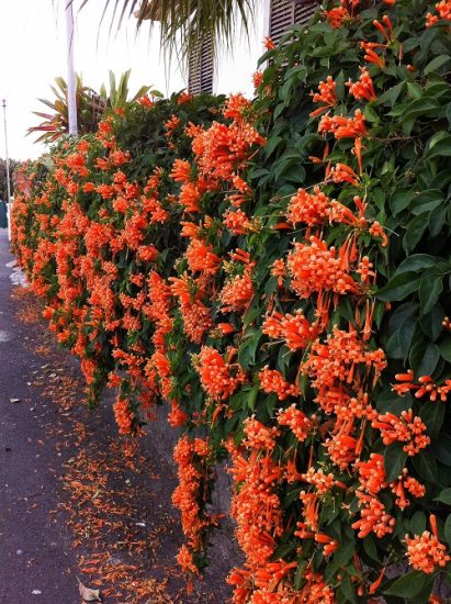 14 Best Climbers and Vines with Orange Flowers | Balcony Garden Web