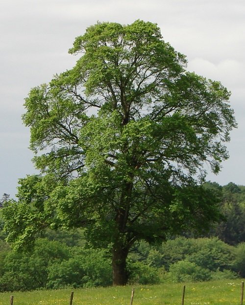 Types of Elm Trees 14