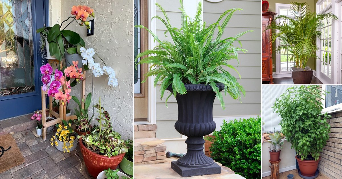 17 Best Plants For Front Door According To Various Cultures
