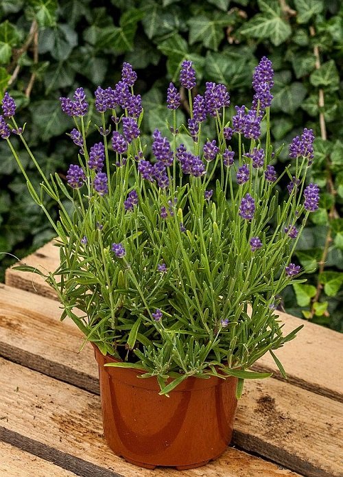 Types of Lavender in wooden table