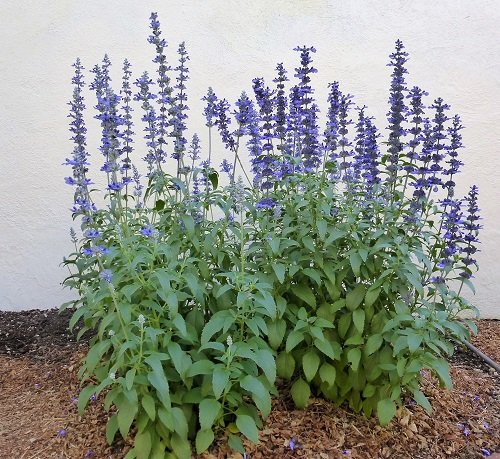 Sage Types You Can Plant in Your Yard 4