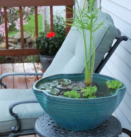Indoor Plants in Water Garden Ideas 10