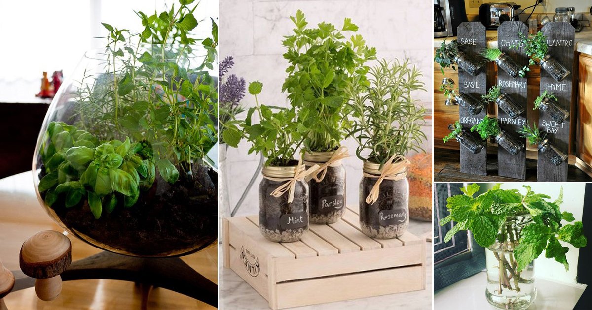 Vertellen Communisme lip 18 Brilliant Herbs in Glass Jar Ideas | Balcony Garden Web