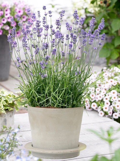 top best Types of Lavender