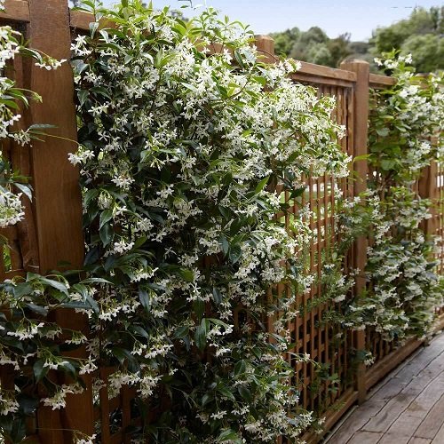 Best Privacy Plants 21