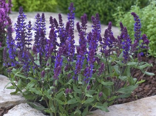 Different Types of Sage to Plant in Your Yard 4