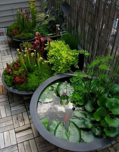Indoor Plants in Water Garden Ideas 2