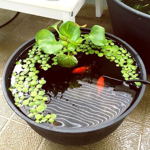 Indoor Plants in Water Garden Ideas 11