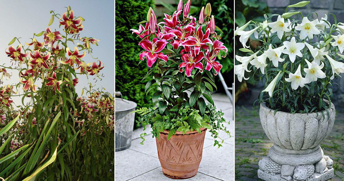 21 Most Fragrant Lilies Best Types Of Scented Lilies