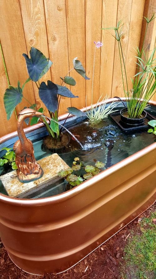 Indoor Plants in Water Garden Ideas 13