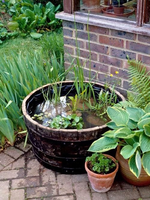 Indoor Plants in Water Garden Ideas 1